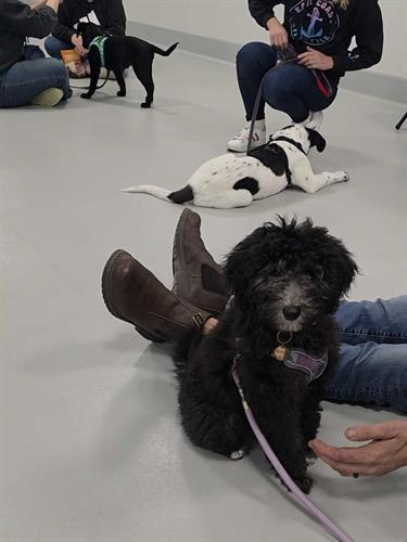 Dog Training group classes at Airdrie Puppy Pals