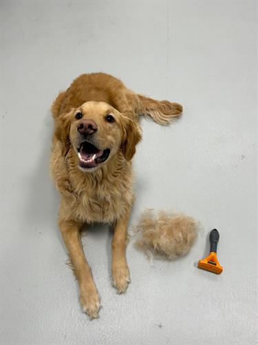 Relaxing dog at Airdrie Puppy Pals daycare – Comfortable and cozy spaces for your furry friend.