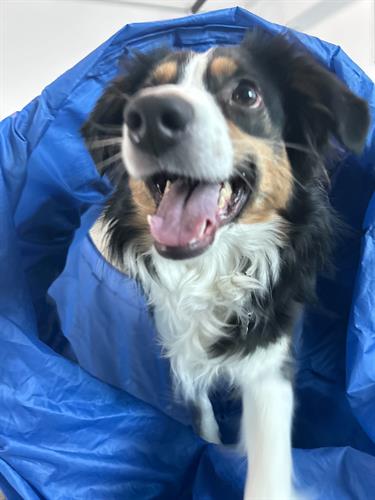 Smiling dog during playtime at Airdrie Puppy Pals – Safe, supervised dog play sessions.