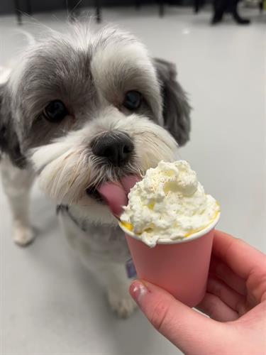 Dog enjoying a treat at Airdrie Puppy Pals daycare – Treat time for happy pups in Airdrie, Alberta!