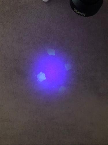 Using HD blacklight to determine where pet urine is in carpets