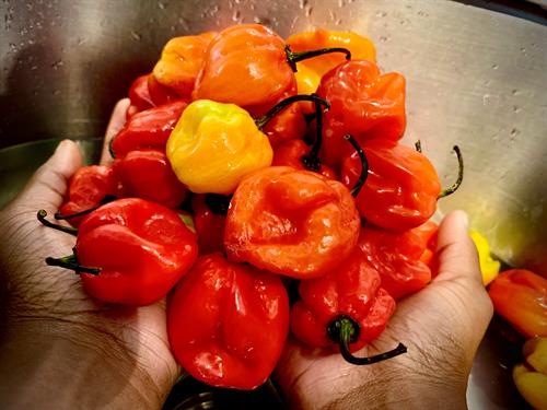 Imported Organic Scotch Bonnet Peppers