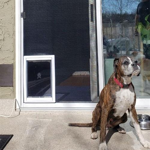 Dog doors for sliding patio screen doors