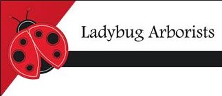 Ladybug Arborists