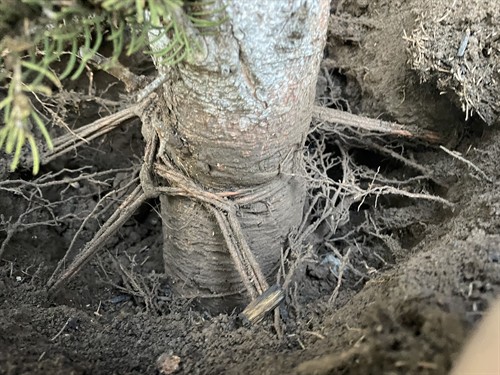 Some trees are planted poorly. we have the ability to safely and efficiently remove the soil, adjust planting depth and remove any ties / roots that would be girdling the trees