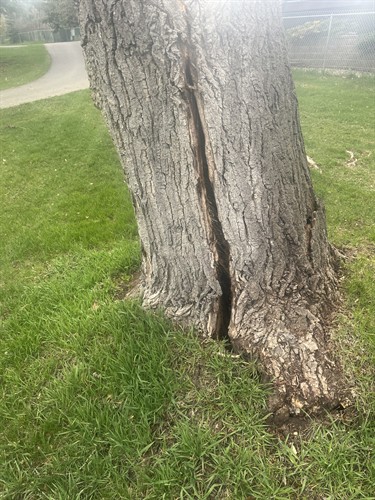 We have TRAQ (Tree Risk Assessment Qualified) consulting arborist that is able to identify and rate different tree hazards