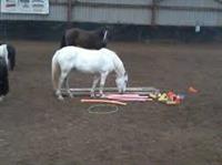 Equine Assisted Psychotherapy - Demo - What is Anam Cara?