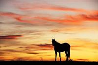 Sunset Herd Meditation - Meditate with Horses