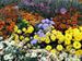 Master Gardener Interest Meeting