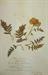 Glycerin preserved Foliage for Winter Floral Designs