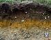 What Does My Soil Test Say for Home Landscape?