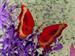 Butterflies & Their Plant Hosts