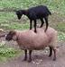 Goats & Sheep:  What You Need to Know