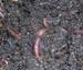 March Mondays:  Vermicomposting 101