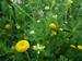 Creating Floral Designs from Your Plant Materials, Part 2