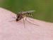 Mosquitoes and the New ZIKA Virus:  What Can Mississippians Do to Protect Themselves?
