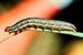 Control Fall Armyworms in Hayfields and Pastures