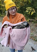 North Sky Raptor Sanctuary Prepares to Build Northern Michigan’s First Public Raptor Center