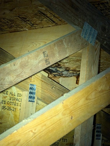 Attic issues found during assessment