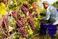 Black Star Farms