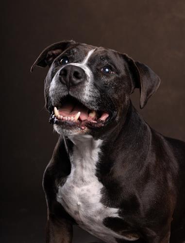 Dog Friendly Photo Studio in Scottsdale 