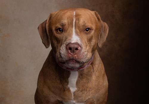 Studio Pet Photos in Scottsdale 