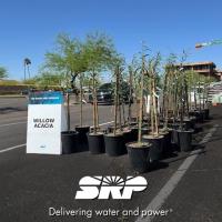 SRP Customers Can Get Up to Two Free, Desert-Adapted Shade Trees to Help Reduce Energy Use