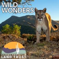 Wild Wonders: An Evening of Arizona Wildlife Photography