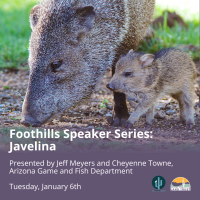 Foothills Speaker Series Presents: ''Javelina'' - Learning About Arizona's Misunderstood Wildlife