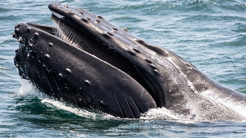 Whale Watching 2