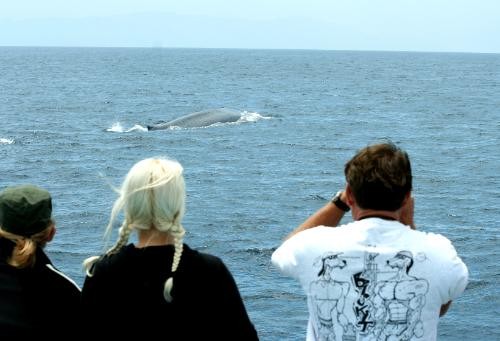 Whale Watching