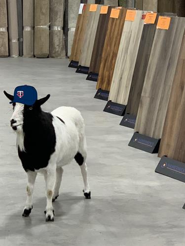 Hamernick's official spokes goat, Gilbert! Hamernick's official spokes goat, Gilbert!