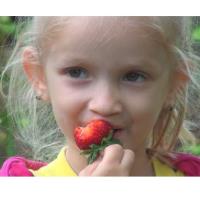 Strawberry Fest at the Fitchburg Farmers Market