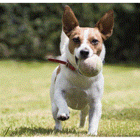 Grand Opening Buck Creek Dog Park 