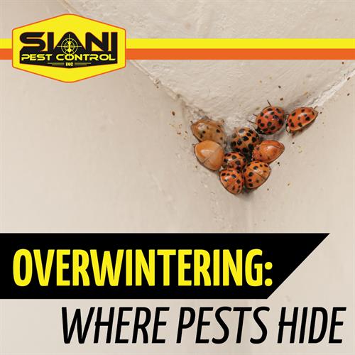 Overwintering - In your home