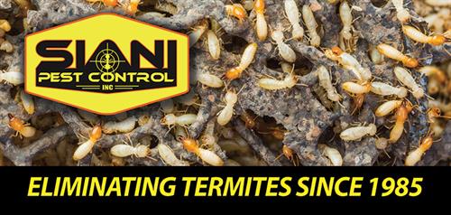 The termite experts