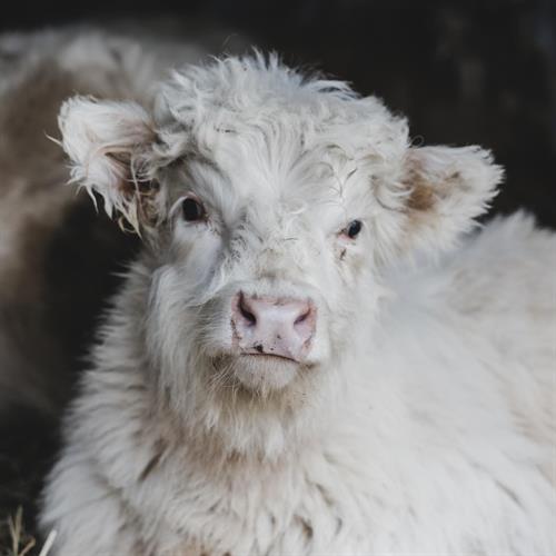 a baby mini highland cow