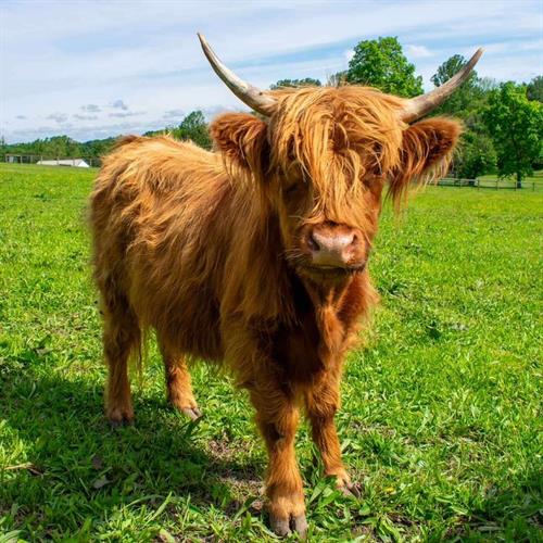 a fully grown mid size highland