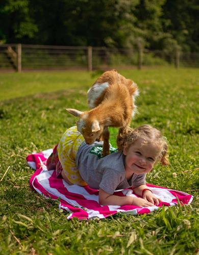 baby goat yoga is fun for all ages!