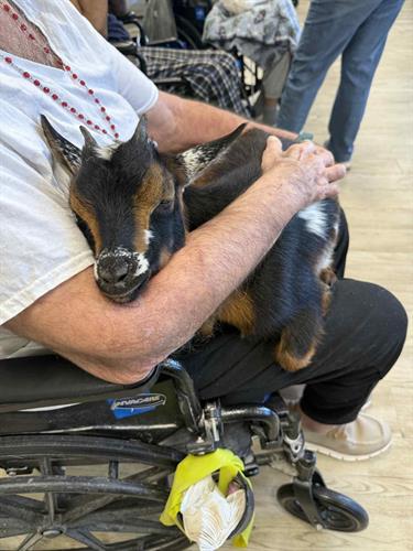 a baby goat visiting a nursing home resident. Pure Bliss!