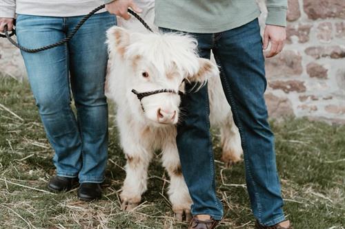 a mini cow doing photography session. Does it get any cuter?!