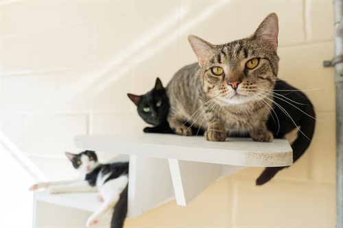 Gallery Image CATS_MANY.jpg