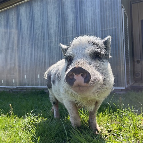 Gallery Image pig.jpeg