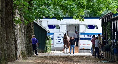 Gallery Image AMERICAN_PHAROAH_2015_SARATOGA_Leaving_Trailer_2_for_Brook_Ledge-1_(002).jpg