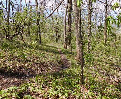 Goeldner Woods