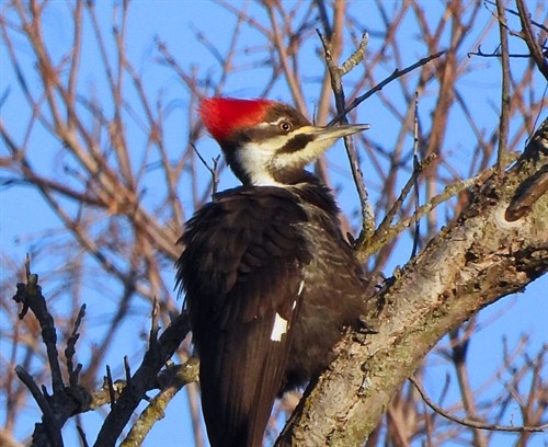 Pileated Woodpecker at Pammel Park