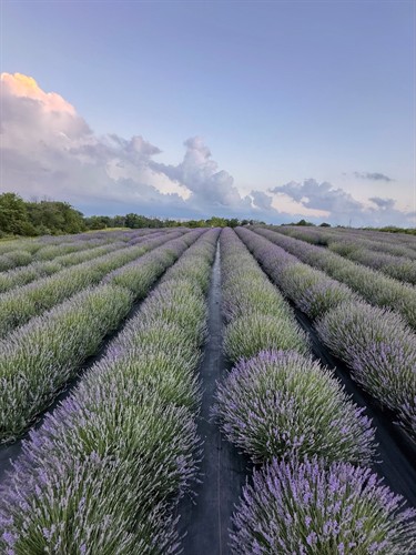 Lavender Fields at PepperHarrow Flower Farm
