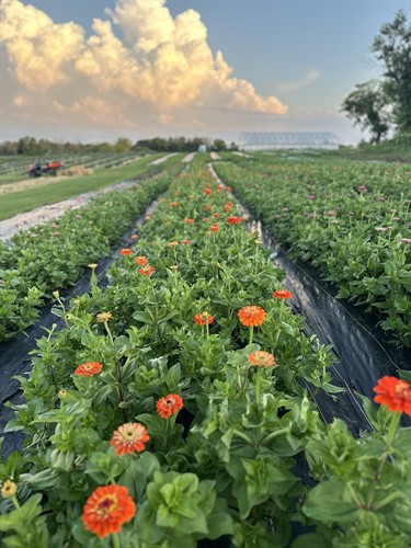 Flower Fields at PepperHarrow Flower Farm