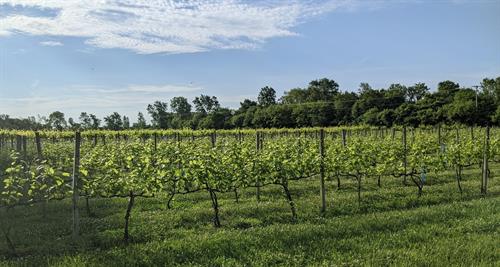 Gallery Image vineyard.jpg