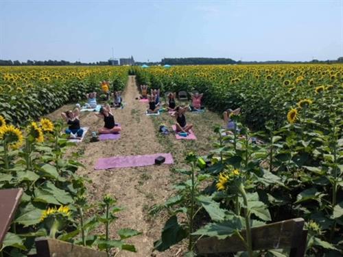 sunflower yoga